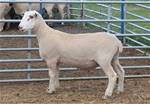Sheep Trax Murphy 401M